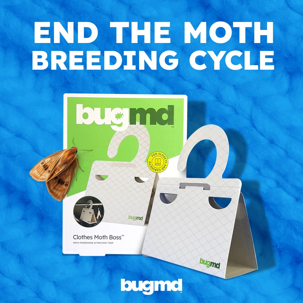 imagen bugmd 21