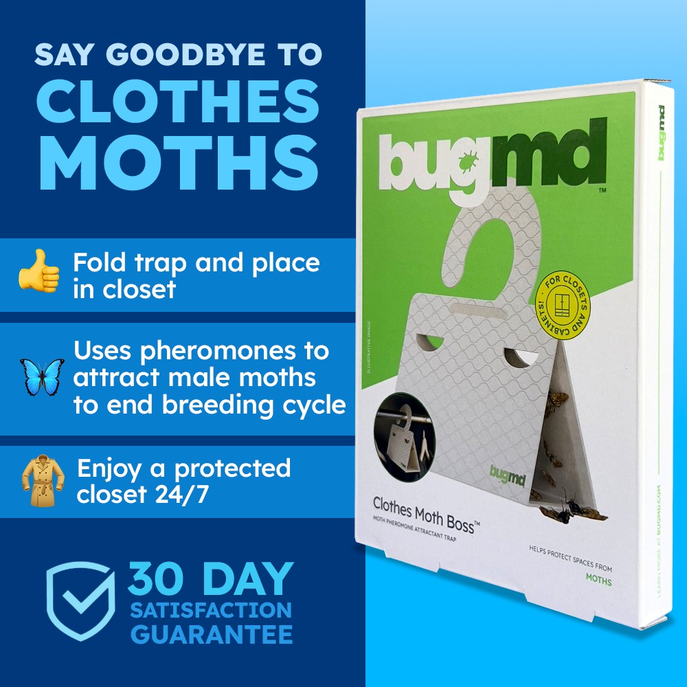 imagen bugmd 22